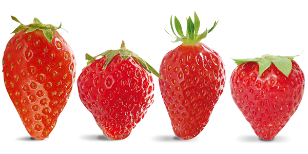 fresas en portada