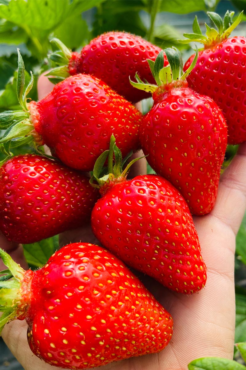 Broccoli plantation organic farm