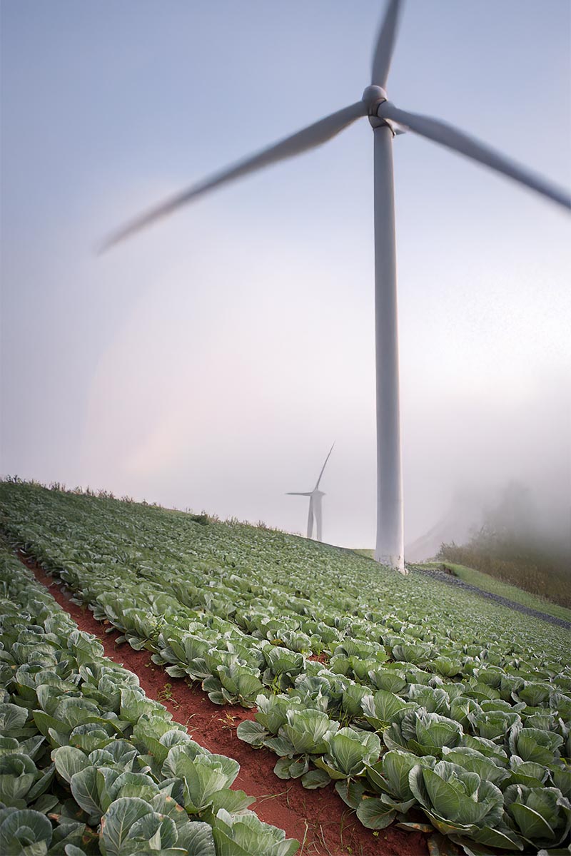 Broccoli plantation organic farm